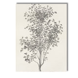Antique Irish Ivy Botanical Line Drawing Illustration Canvas Wall Art Print Decor Picture Ready to Hang