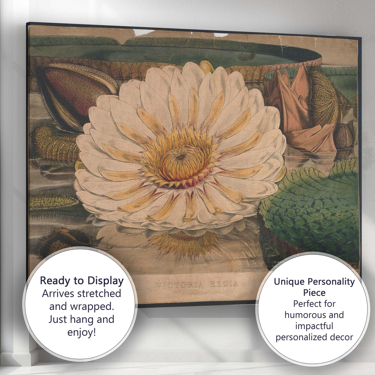Antique White Water Lily Botanical Pond Illustration Canvas Wall Art Print Decor Picture Ready to Hang