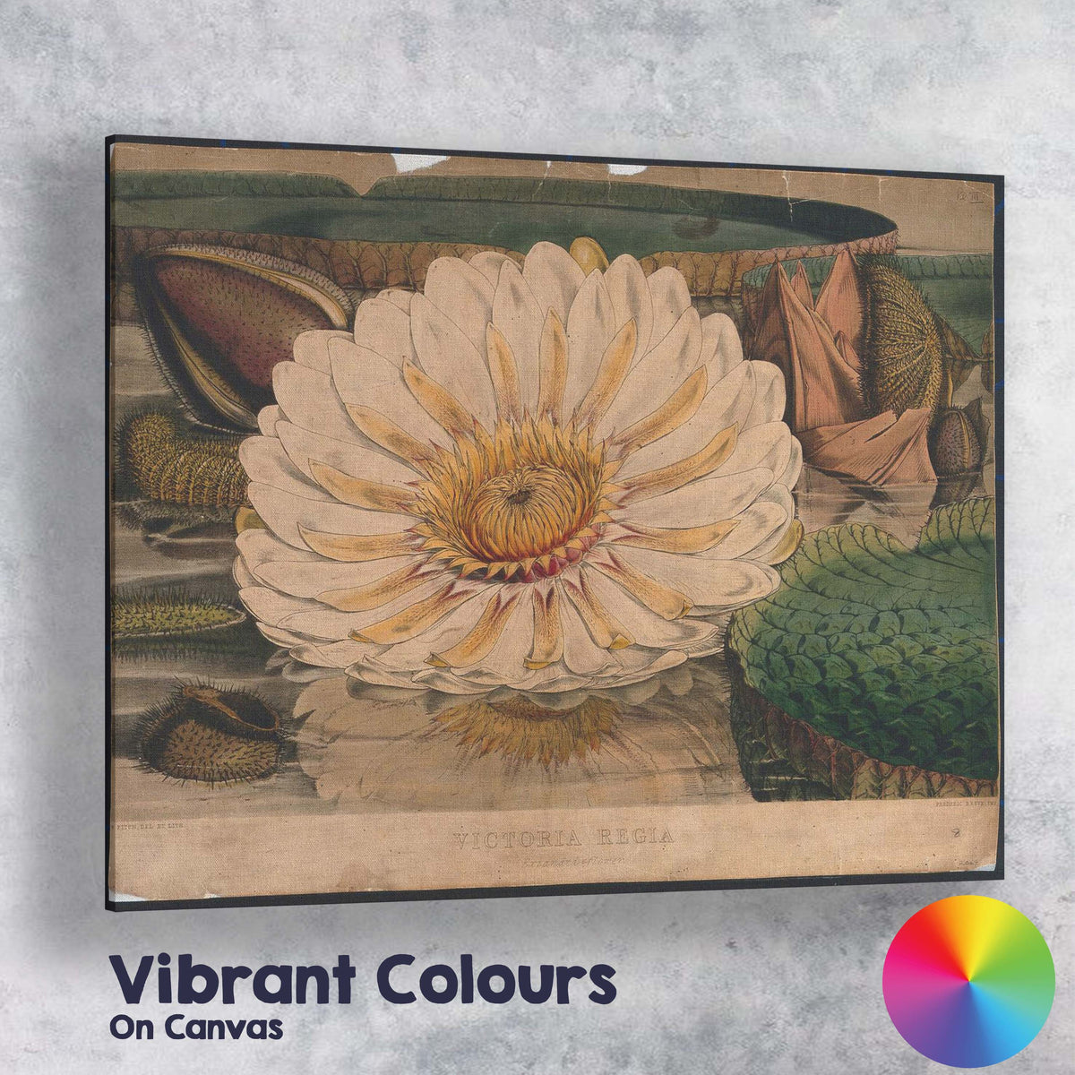 Antique White Water Lily Botanical Pond Illustration Canvas Wall Art Print Decor Picture Ready to Hang