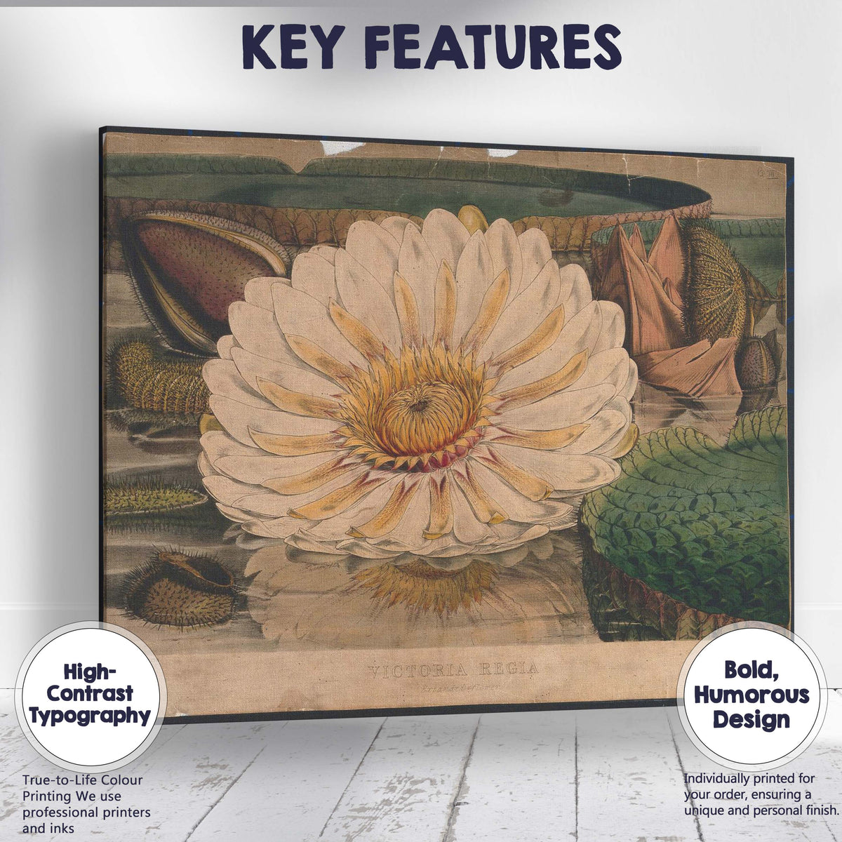 Antique White Water Lily Botanical Pond Illustration Canvas Wall Art Print Decor Picture Ready to Hang
