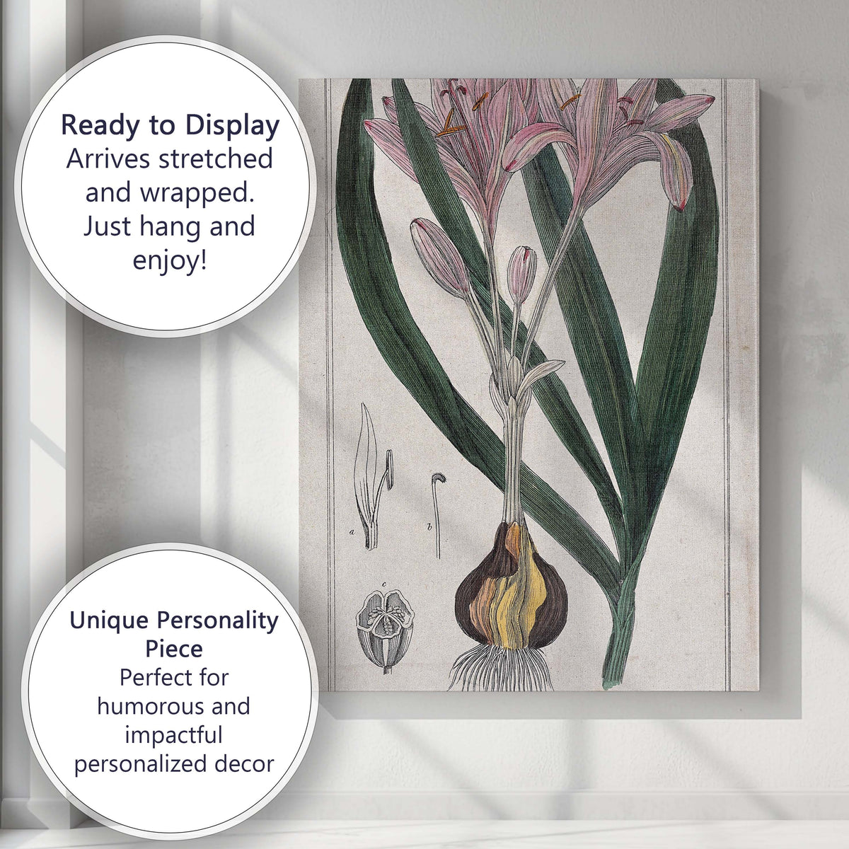 Antique Pink Autumn Crocus Botanical Flower Illustration Canvas Wall Art Print Decor Picture Ready to Hang