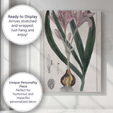 Antique Pink Autumn Crocus Botanical Flower Illustration Canvas Wall Art Print Decor Picture Ready to Hang
