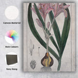 Antique Pink Autumn Crocus Botanical Flower Illustration Canvas Wall Art Print Decor Picture Ready to Hang