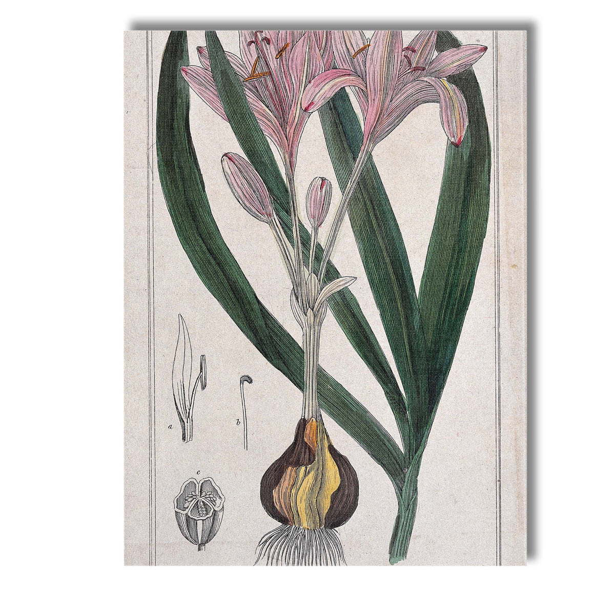 Antique Pink Autumn Crocus Botanical Flower Illustration Canvas Wall Art Print Decor Picture Ready to Hang