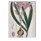 Antique Pink Autumn Crocus Botanical Flower Illustration Canvas Wall Art Print Decor Picture Ready to Hang