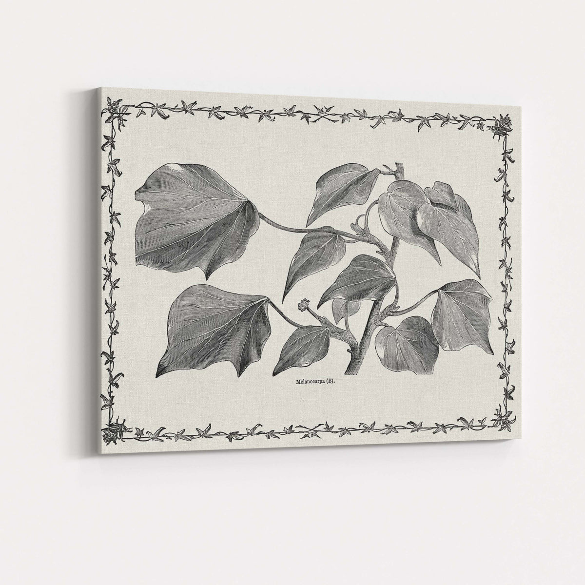 Antique Monochrome Heart Shaped Vine Leaves Botanical Illustration Canvas Wall Art Print Decor Picture Ready to Hang