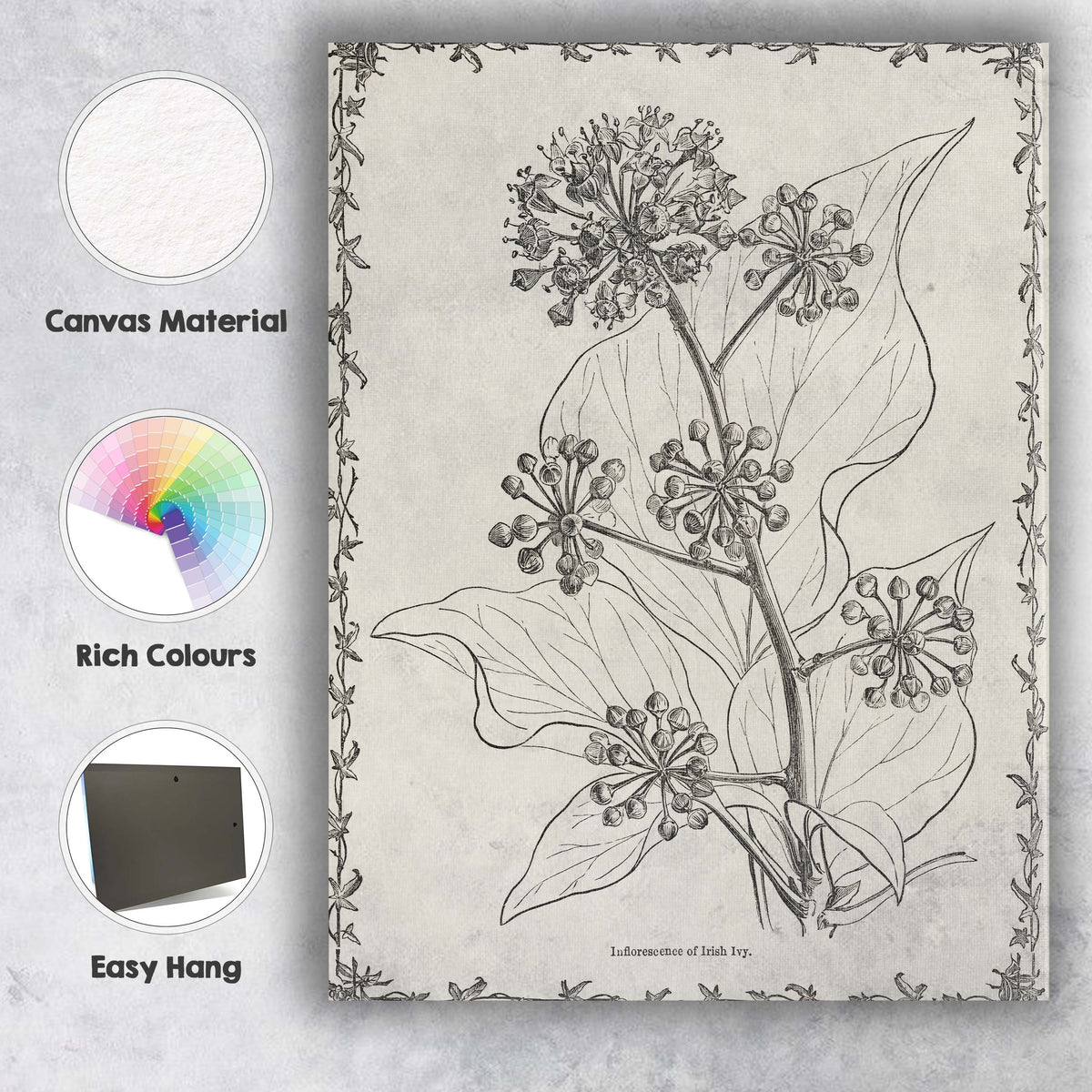 Antique Irish Ivy Flower And Berry Botanical Drawing Canvas Wall Art Print Decor Picture Ready to Hang