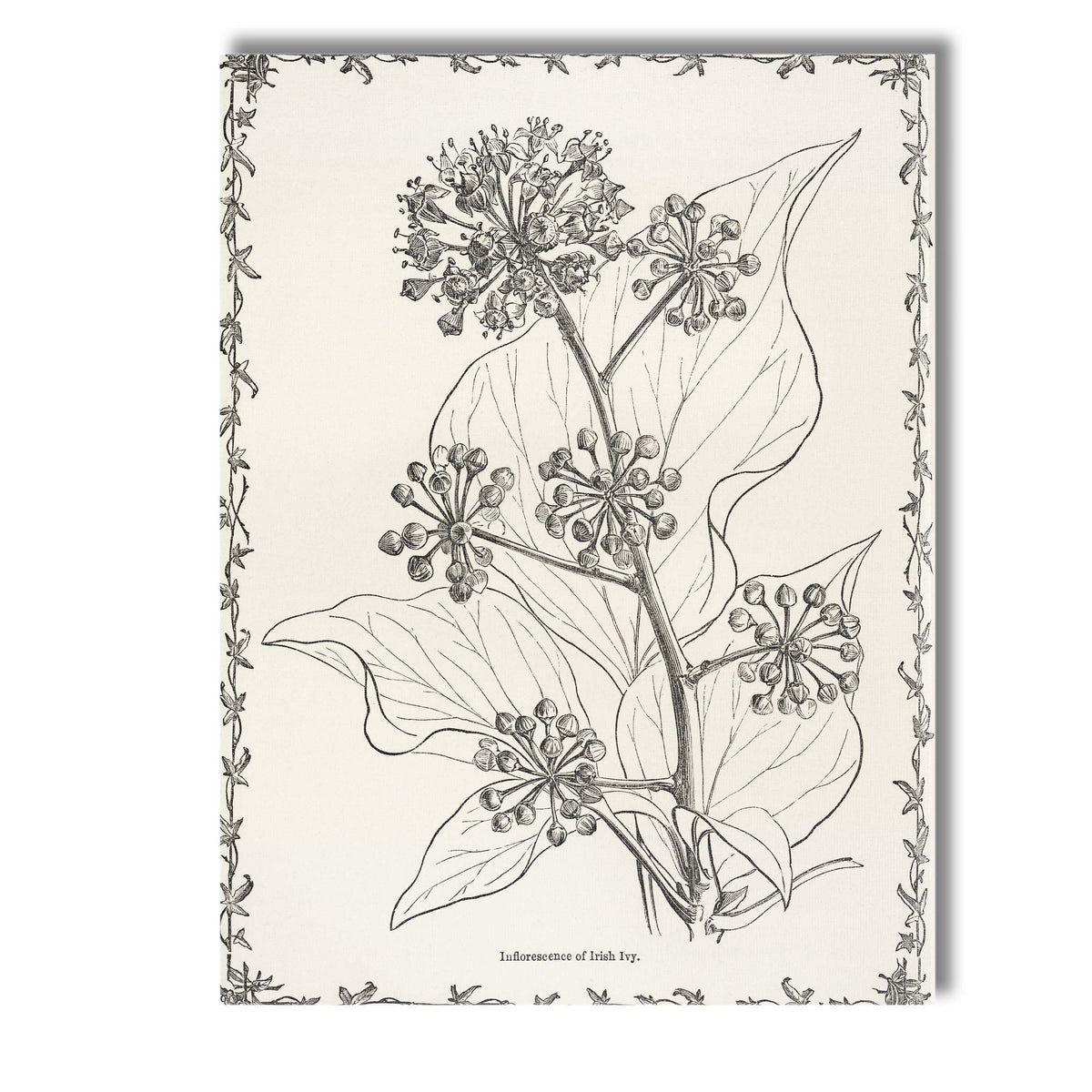 Antique Irish Ivy Flower And Berry Botanical Drawing Canvas Wall Art Print Decor Picture Ready to Hang