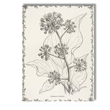 Antique Irish Ivy Flower And Berry Botanical Drawing Canvas Wall Art Print Decor Picture Ready to Hang