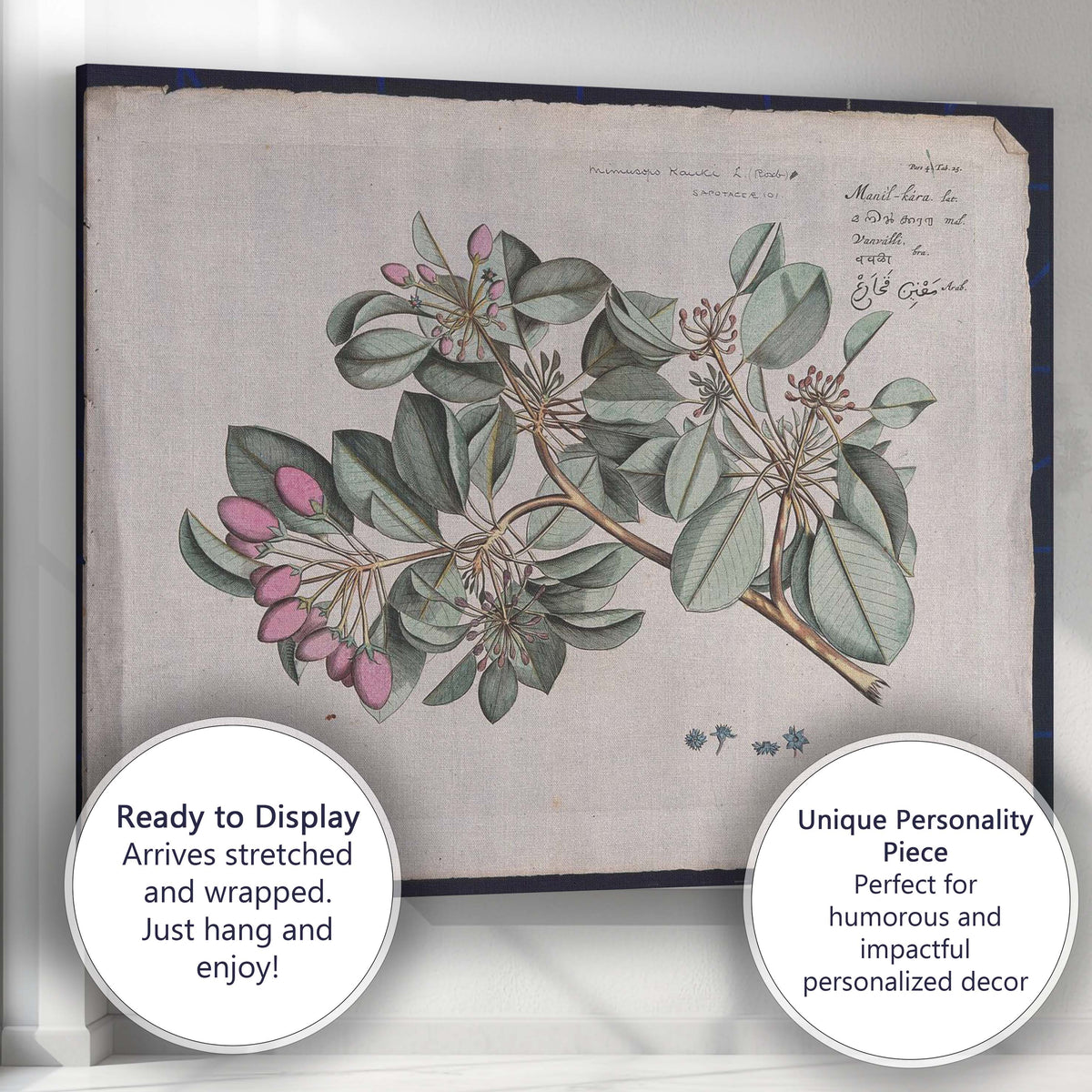 Antique Tropical Flowering Branch Botanical Plate Illustration Canvas Wall Art Print Decor Picture Ready to Hang