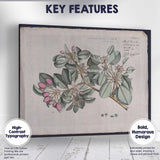 Antique Tropical Flowering Branch Botanical Plate Illustration Canvas Wall Art Print Decor Picture Ready to Hang