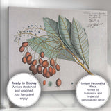 Antique Botanical Fruit Bearing Branch Scientific Illustration Canvas Wall Art Print Decor Picture Ready to Hang