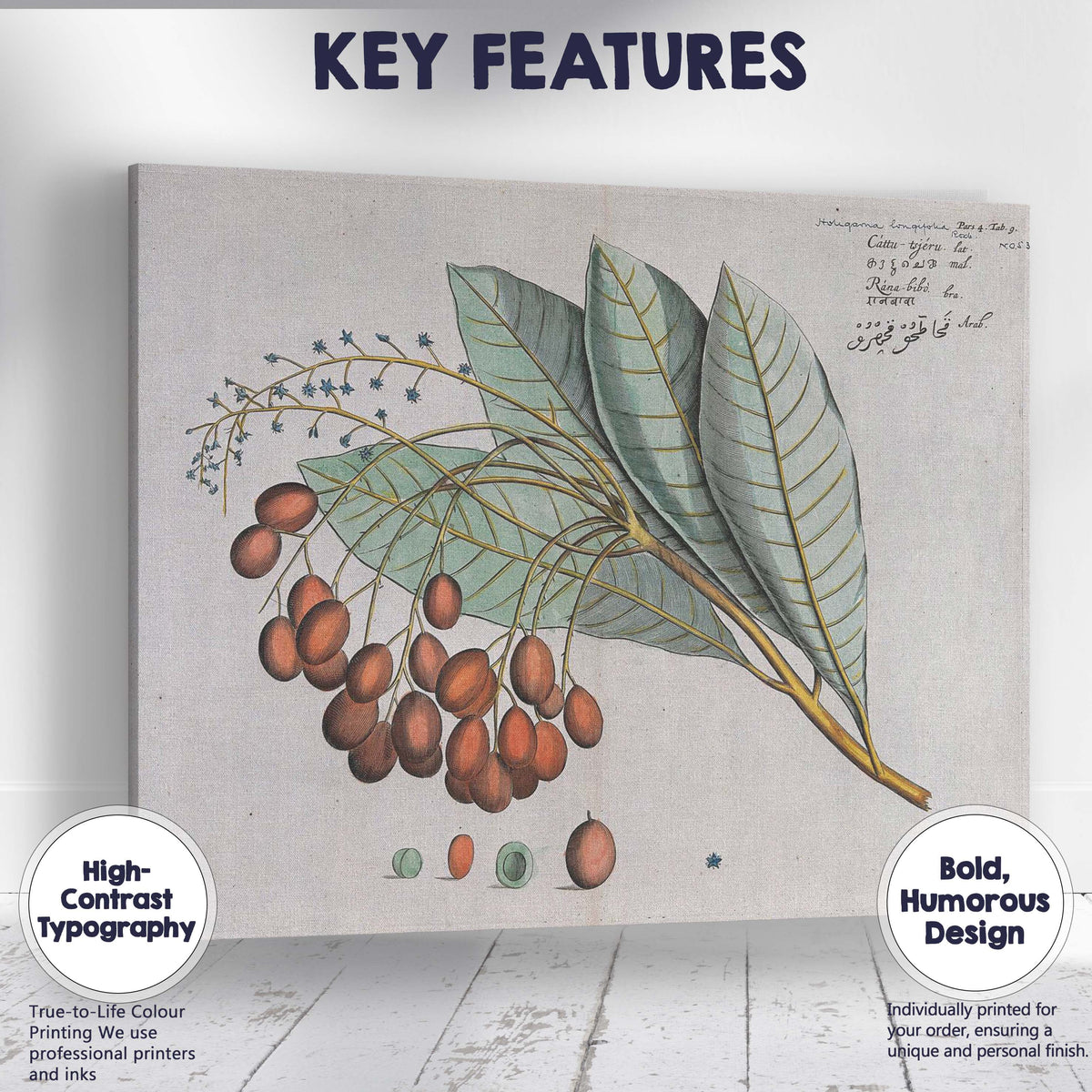 Antique Botanical Fruit Bearing Branch Scientific Illustration Canvas Wall Art Print Decor Picture Ready to Hang