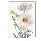 White Poppy Botanical Watercolour Flower Study Elegant Floral Canvas Wall Art Print Decor Picture Ready to Hang