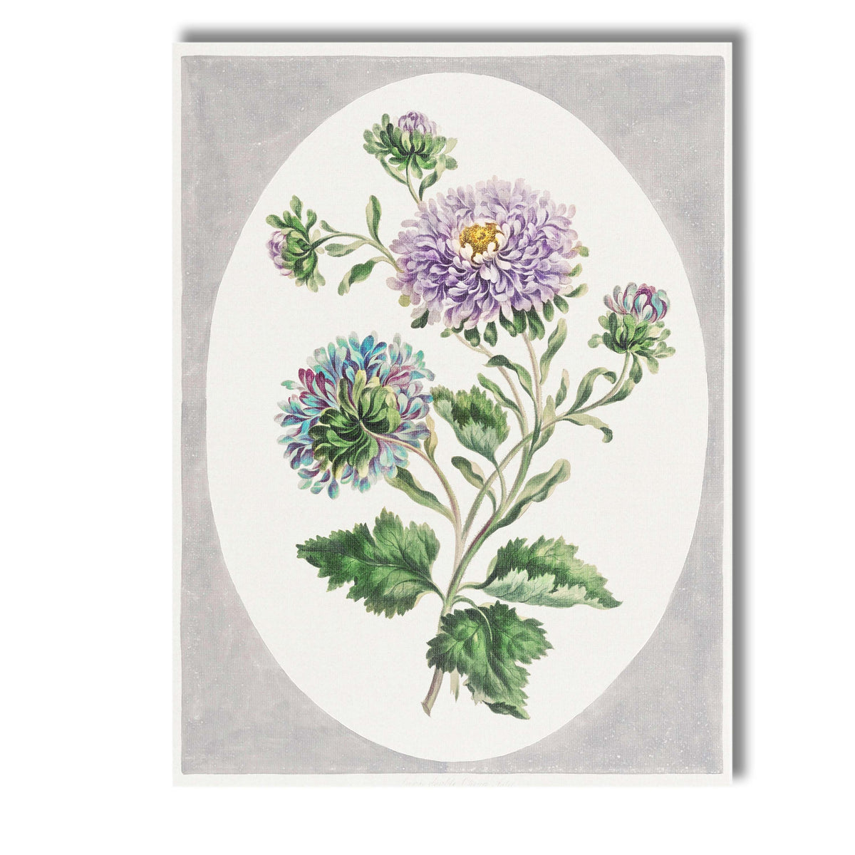 Antique Purple Chrysanthemum Botanical Floral Study Watercolour Illustration Canvas Wall Art Print Decor Picture Ready to Hang