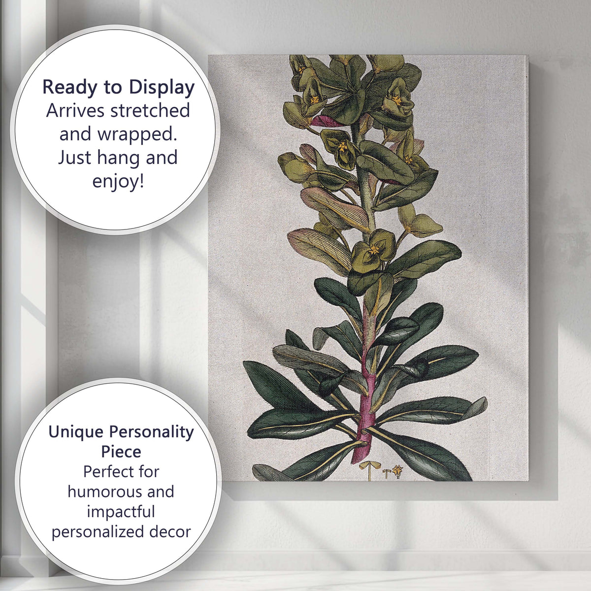 Antique Green Euphorbia Botanical Plant Study Illustration Canvas Wall Art Print Decor Picture Ready to Hang