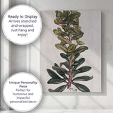 Antique Green Euphorbia Botanical Plant Study Illustration Canvas Wall Art Print Decor Picture Ready to Hang