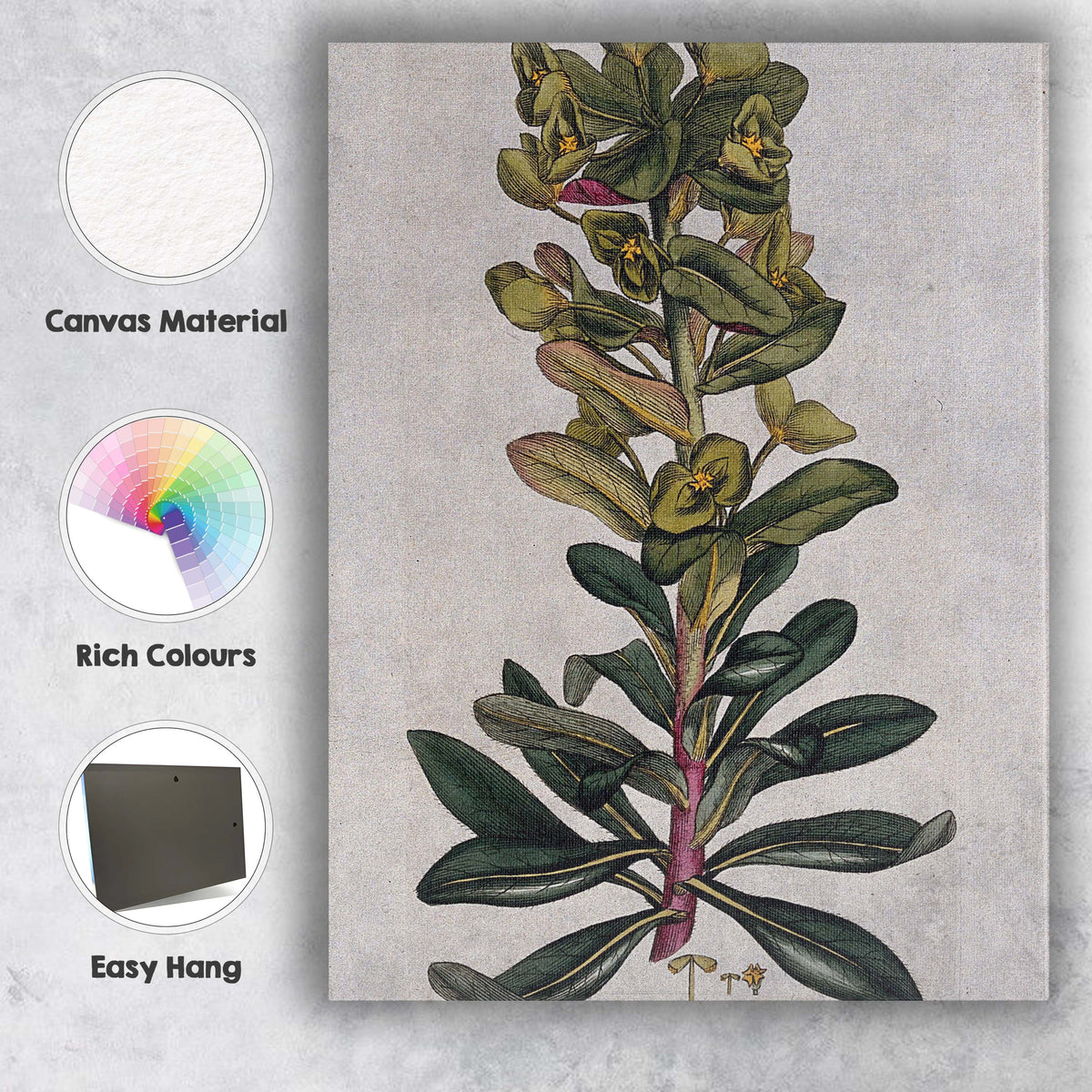 Antique Green Euphorbia Botanical Plant Study Illustration Canvas Wall Art Print Decor Picture Ready to Hang