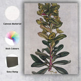 Antique Green Euphorbia Botanical Plant Study Illustration Canvas Wall Art Print Decor Picture Ready to Hang