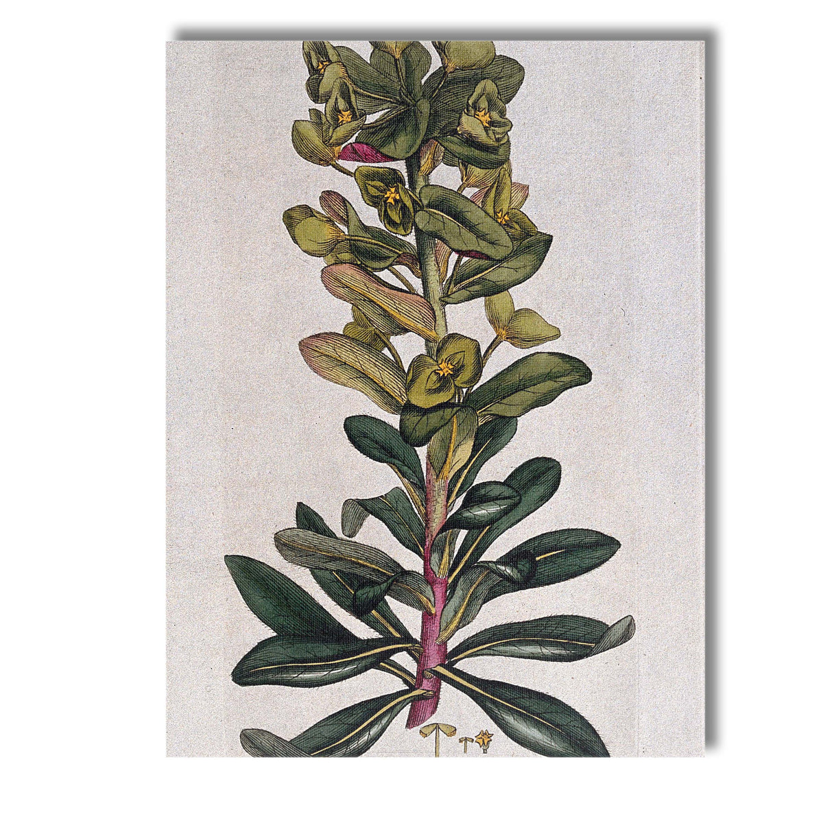 Antique Green Euphorbia Botanical Plant Study Illustration Canvas Wall Art Print Decor Picture Ready to Hang