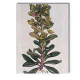 Antique Green Euphorbia Botanical Plant Study Illustration Canvas Wall Art Print Decor Picture Ready to Hang