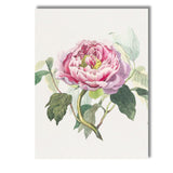 Elegant Pink Peony Botanical Watercolour Floral Artwork Canvas Wall Art Print Decor Picture Ready to Hang