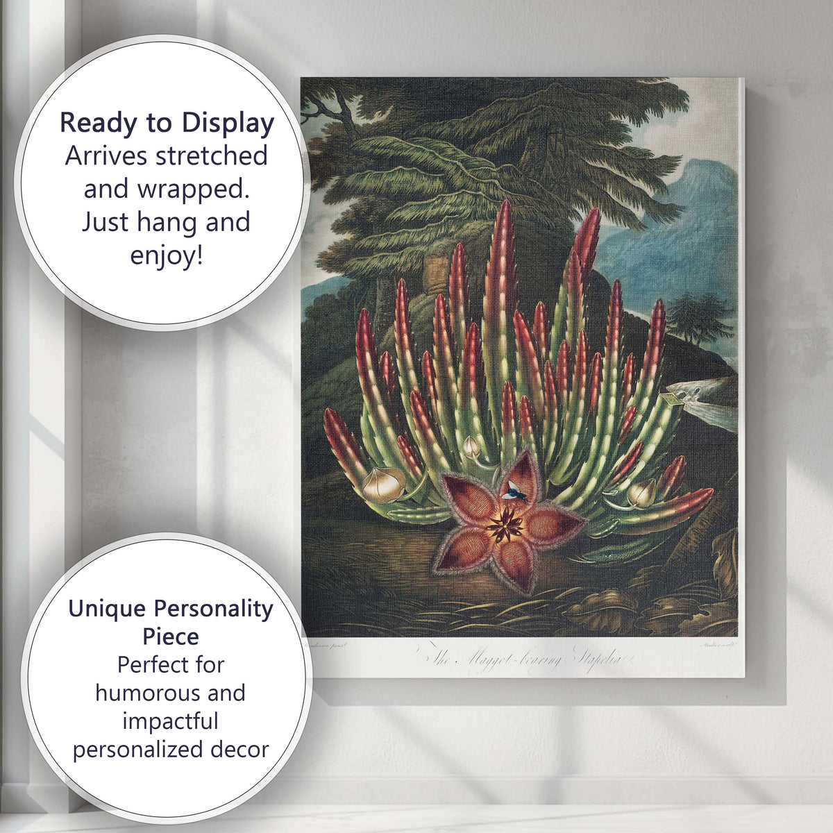 Exotic Stapelia Succulent Red Flower Botanical Engraving Canvas Wall Art Print Decor Picture Ready to Hang
