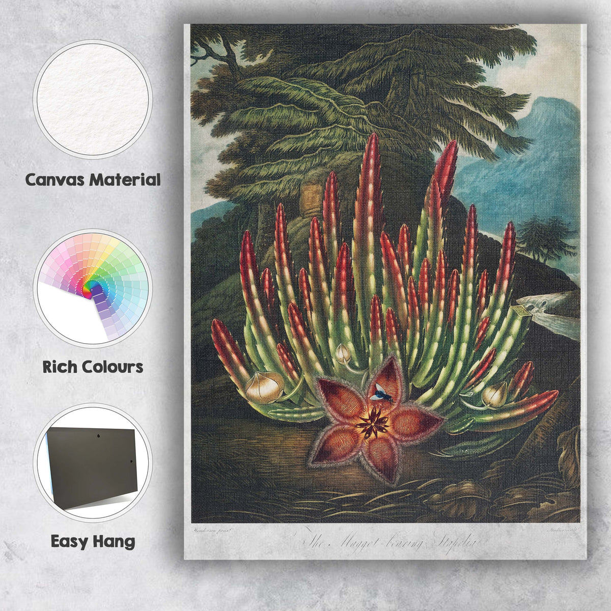Exotic Stapelia Succulent Red Flower Botanical Engraving Canvas Wall Art Print Decor Picture Ready to Hang