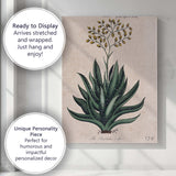 Antique Barbados Aloe Medicinal Plant Botanical Study Canvas Wall Art Print Decor Picture Ready to Hang