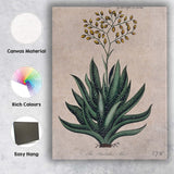 Antique Barbados Aloe Medicinal Plant Botanical Study Canvas Wall Art Print Decor Picture Ready to Hang