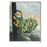 Antique Agave Aloe Blooming Succulent Botanical Print Canvas Wall Art Print Decor Picture Ready to Hang
