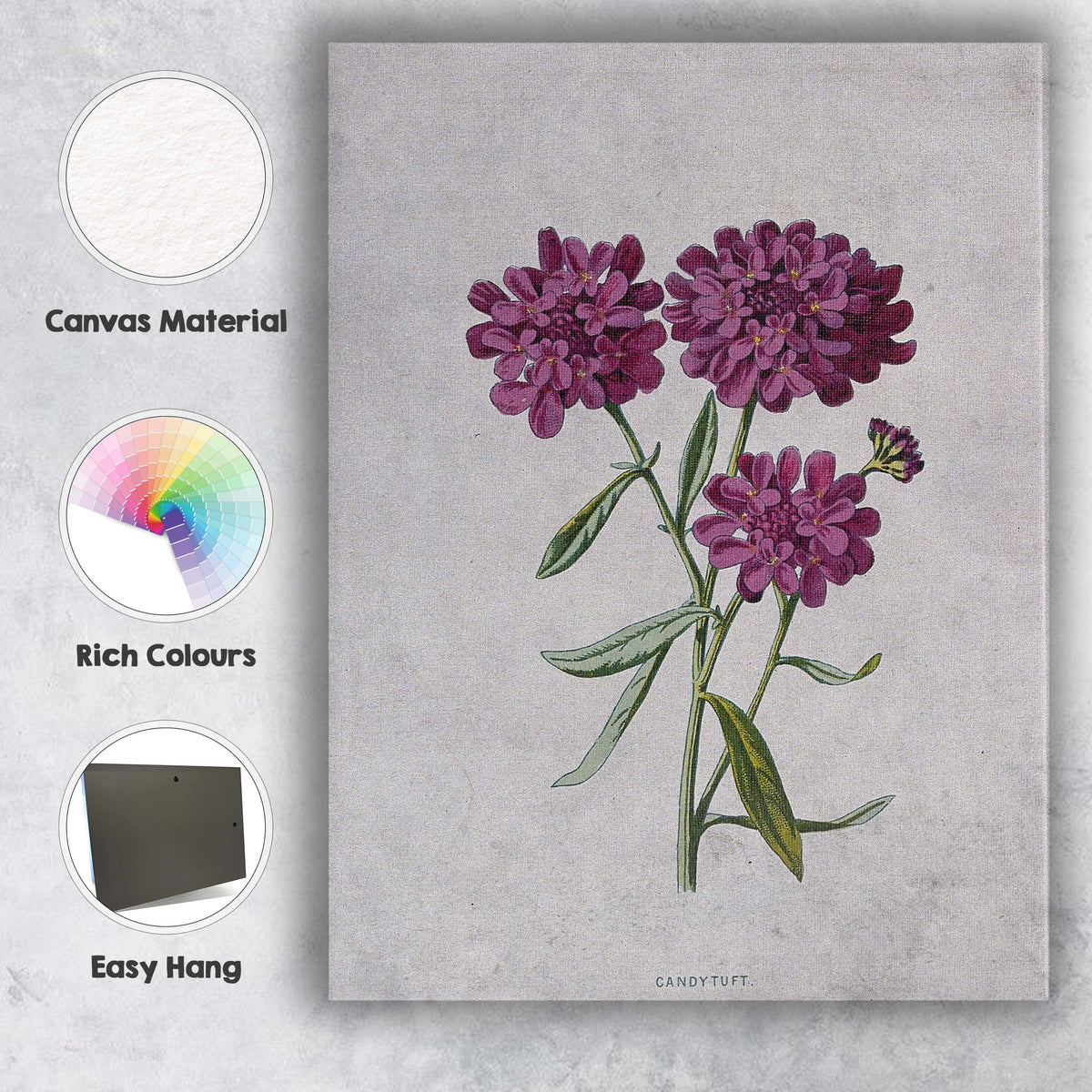 Antique Purple Candytuft Botanical Floral Illustration Canvas Wall Art Print Decor Picture Ready to Hang