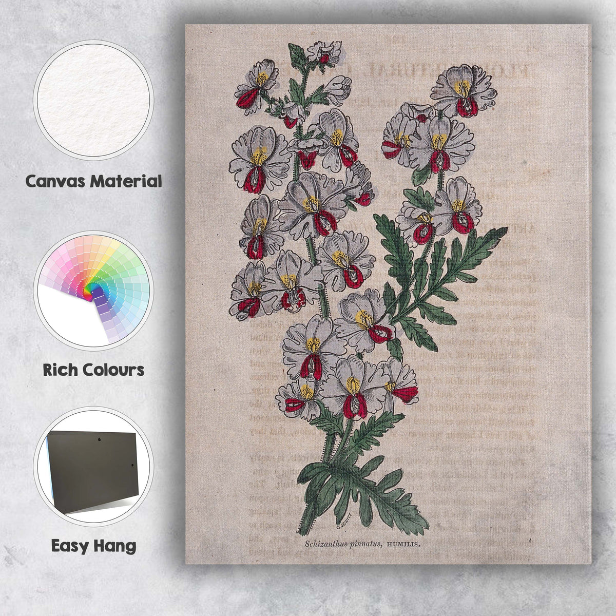 Victorian Schizanthus Butterfly Flower Botanical Engraving Canvas Wall Art Print Decor Picture Ready to Hang