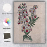 Victorian Schizanthus Butterfly Flower Botanical Engraving Canvas Wall Art Print Decor Picture Ready to Hang