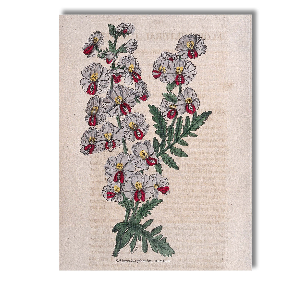Victorian Schizanthus Butterfly Flower Botanical Engraving Canvas Wall Art Print Decor Picture Ready to Hang