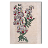 Victorian Schizanthus Butterfly Flower Botanical Engraving Canvas Wall Art Print Decor Picture Ready to Hang