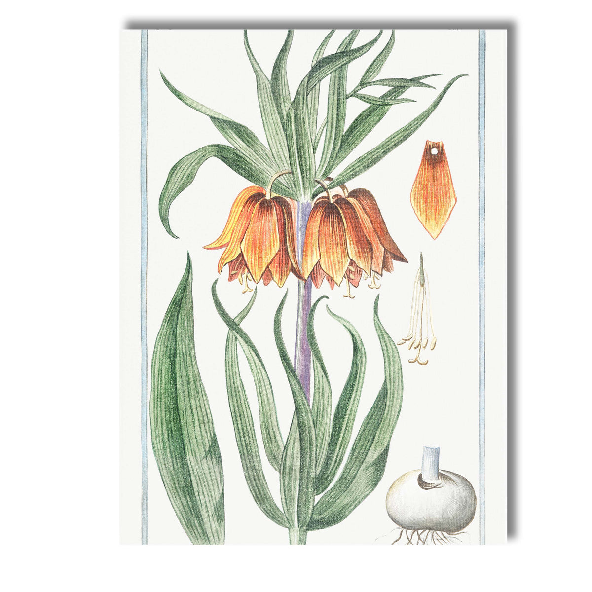 Antique Crown Imperial Orange Bell Flower Botanical Illustration Canvas Wall Art Print Decor Picture Ready to Hang