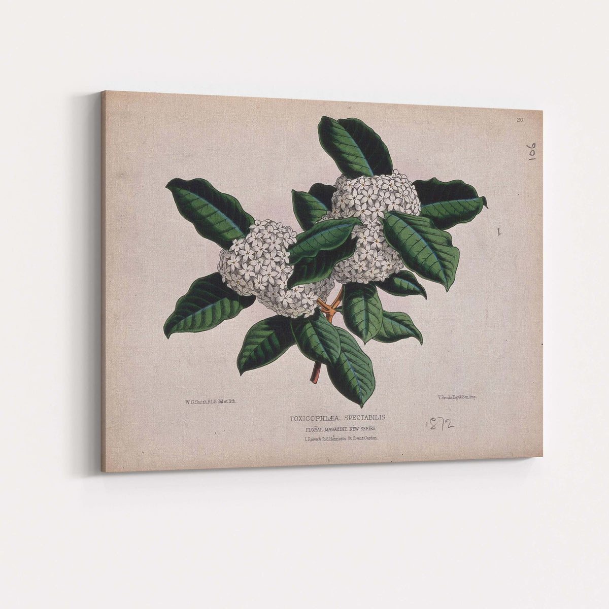 Antique White Blossom Cluster Botanical Illustration Evergreen Foliage Canvas Wall Art Print Decor Picture Ready to Hang