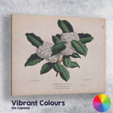 Antique White Blossom Cluster Botanical Illustration Evergreen Foliage Canvas Wall Art Print Decor Picture Ready to Hang