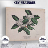Antique White Blossom Cluster Botanical Illustration Evergreen Foliage Canvas Wall Art Print Decor Picture Ready to Hang