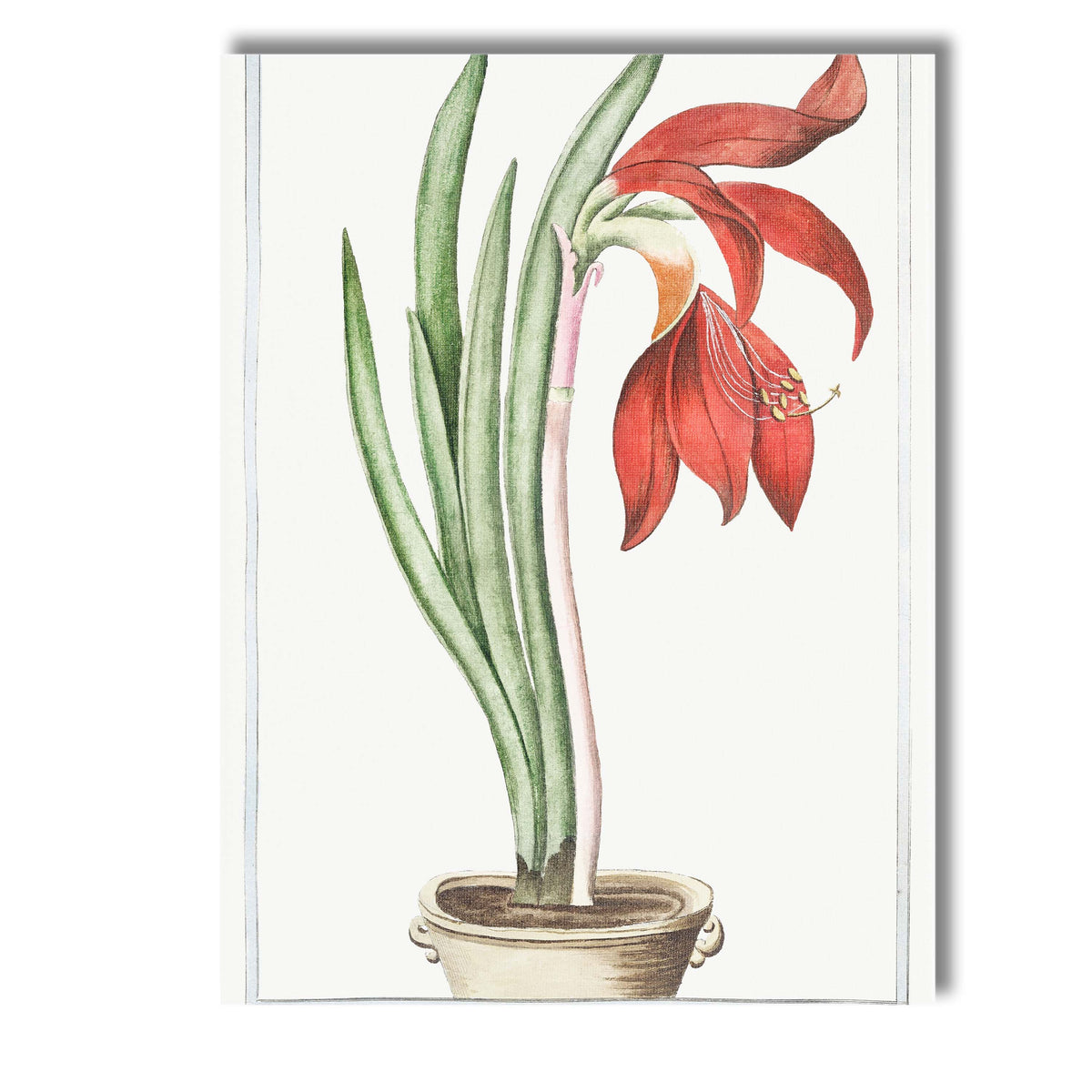 Antique Red Amaryllis Lily Flower Botanical Illustration Elegant Floral Canvas Wall Art Print Decor Picture Ready to Hang