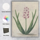 Antique Pink Hyacinth Botanical Flower Illustration Soft Spring Garden Canvas Wall Art Print Decor Picture Ready to Hang