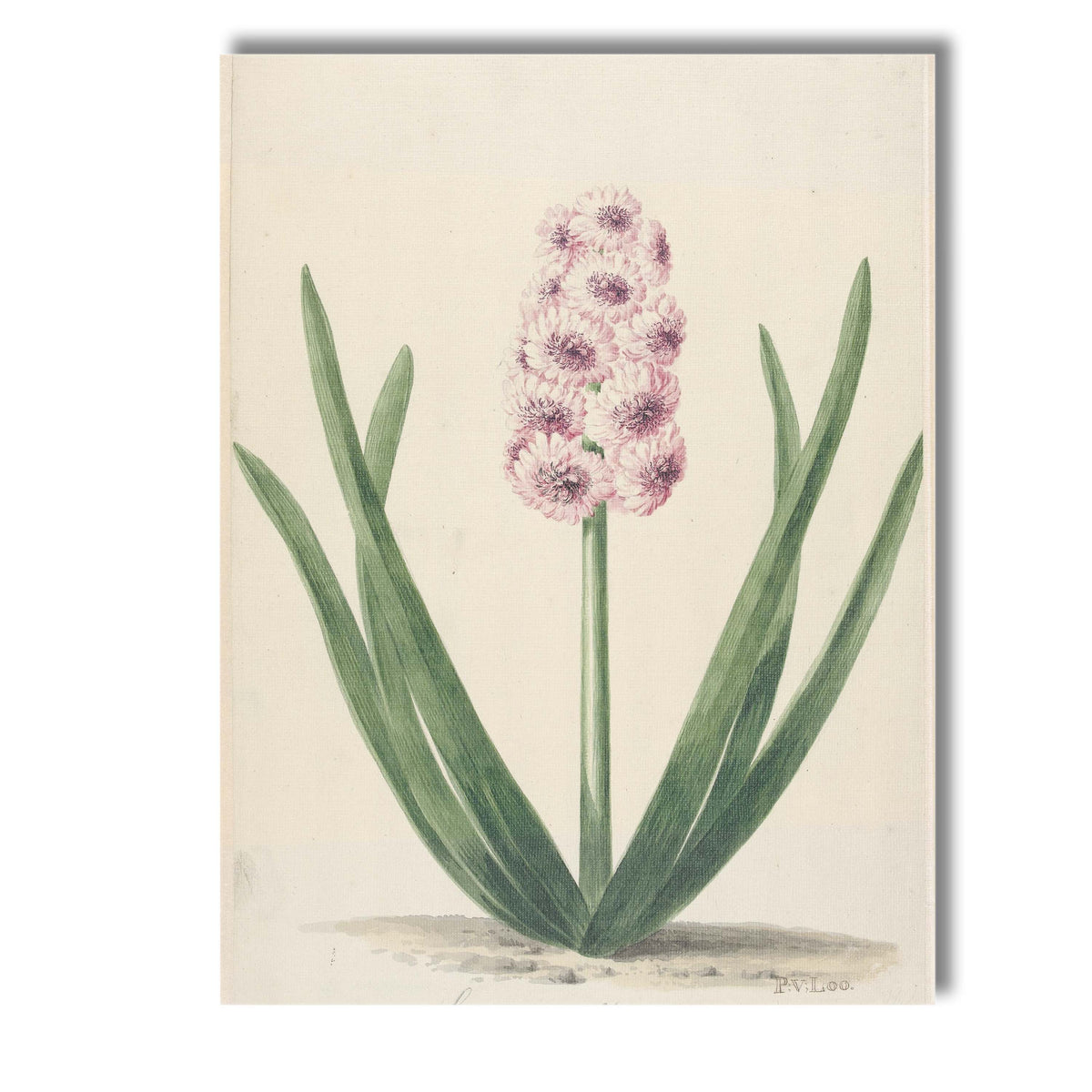 Antique Pink Hyacinth Botanical Flower Illustration Soft Spring Garden Canvas Wall Art Print Decor Picture Ready to Hang