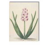 Antique Pink Hyacinth Botanical Flower Illustration Soft Spring Garden Canvas Wall Art Print Decor Picture Ready to Hang