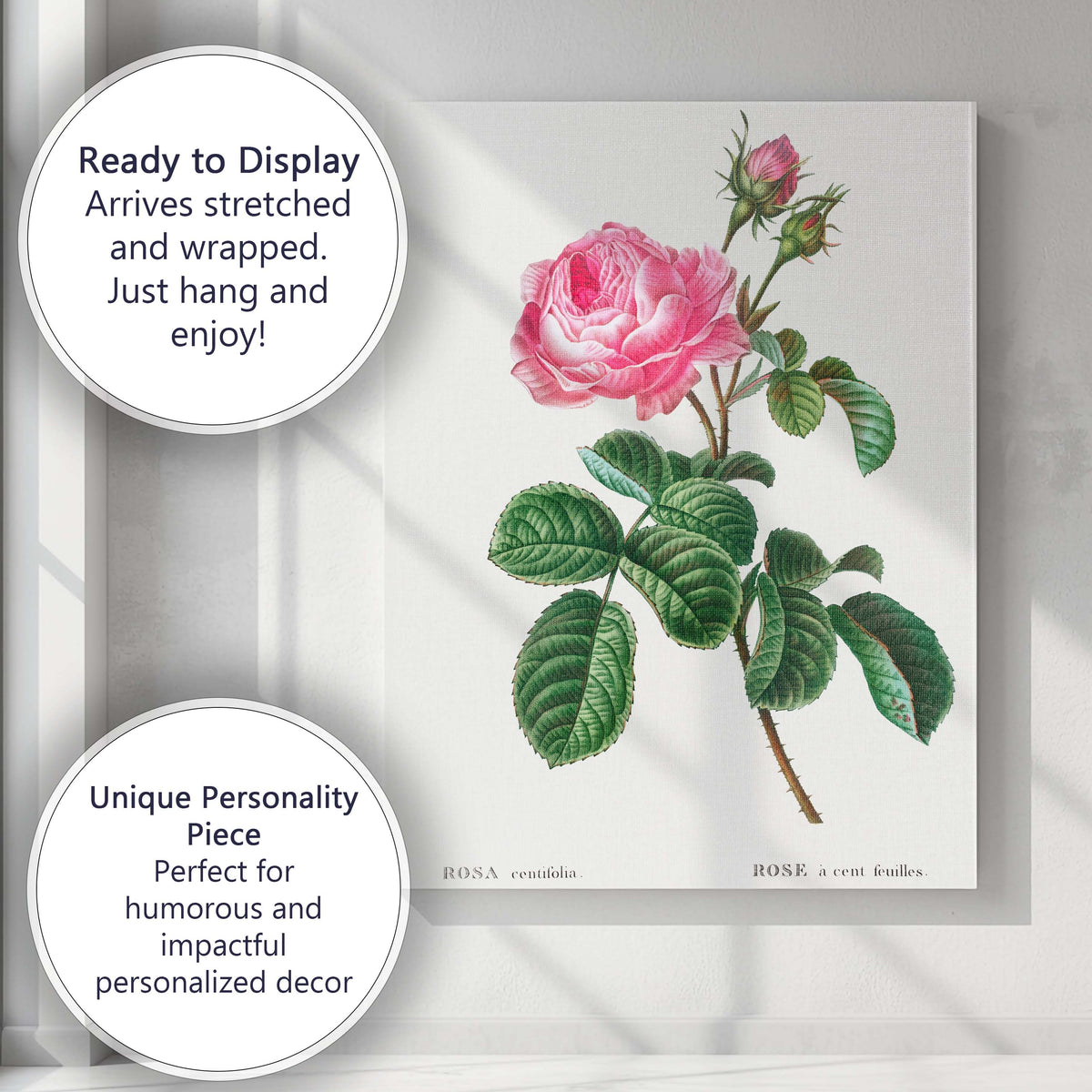 Antique Pink Cabbage Rose Botanical Garden Illustration Canvas Wall Art Print Decor Picture Ready to Hang