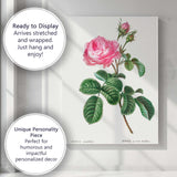 Antique Pink Cabbage Rose Botanical Garden Illustration Canvas Wall Art Print Decor Picture Ready to Hang