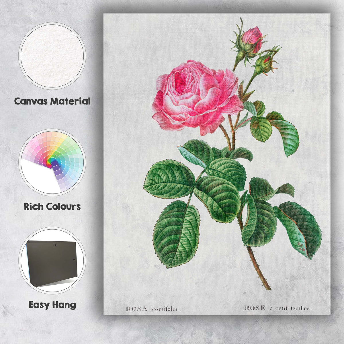 Antique Pink Cabbage Rose Botanical Garden Illustration Canvas Wall Art Print Decor Picture Ready to Hang