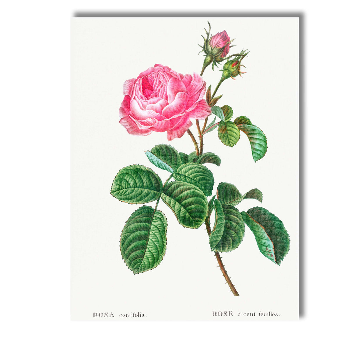 Antique Pink Cabbage Rose Botanical Garden Illustration Canvas Wall Art Print Decor Picture Ready to Hang