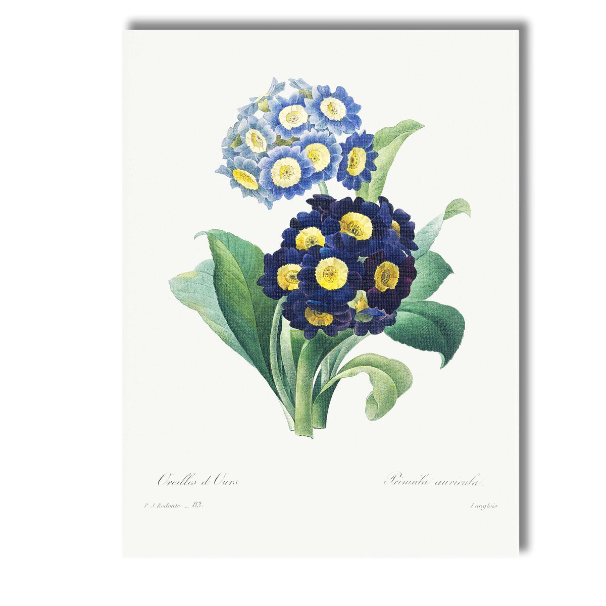 Blue Primrose Botanical Illustration Antique Floral Garden Canvas Wall Art Print Decor Picture Ready to Hang