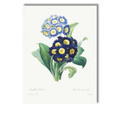 Blue Primrose Botanical Illustration Antique Floral Garden Canvas Wall Art Print Decor Picture Ready to Hang